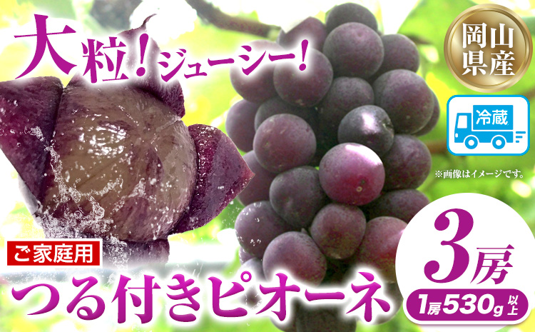家庭用つる付きニューピオーネ 3房(1房530g以上)【配送不可地域あり】有限会社ホーティカルチャー神島 令和8年産先行受付《2026年9月中旬-10月下旬頃出荷》岡山県 笠岡市 送料無料 葡萄 フルーツ 果物 ニューピオーネ つる付き お取り寄せフルーツ---H-35b---
