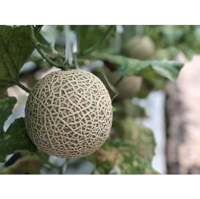 木曽岬産メロン「ラブコール」3～4玉セット　令和6年7月5日より発送