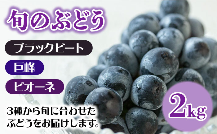 先行予約！【２回定期便】南島原産！ぶどう食べ比べ・旬のぶどう（ブラックビート・巨峰・ピオーネのいずれか）・シャインマスカット / 南島原市 / ながいけ [SCH062]