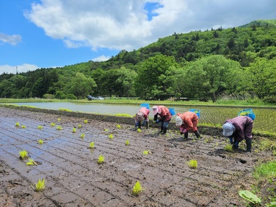 【定期便12回】 無肥料 無農薬 の ササニシキ 白米 精米 3kg 勘六縁 の お米 / 令和7年産 令和8年産【栽培期間中農薬不使用】