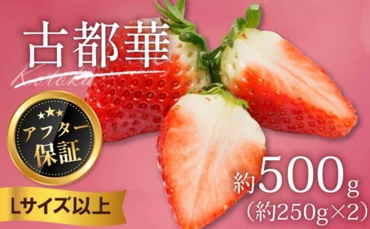 いちご 古都華 500g 250g×2パック Lサイズ以上 250g 2026年 1月発送 小分け パック フルーツ 果物 スイーツ 甘い いちご 苺 イチゴ お取り寄せ 大粒 朝採り フルーツ 果物