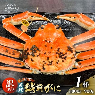 ふるさと納税 美浜町 《越前がに》はるか丸が厳選訳あり【約800g〜900g1杯】とれたて!冷蔵でお届け!