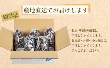 ぶどうの王様 農家直送 朝採り濃厚巨峰　約２ｋｇ【先行予約】