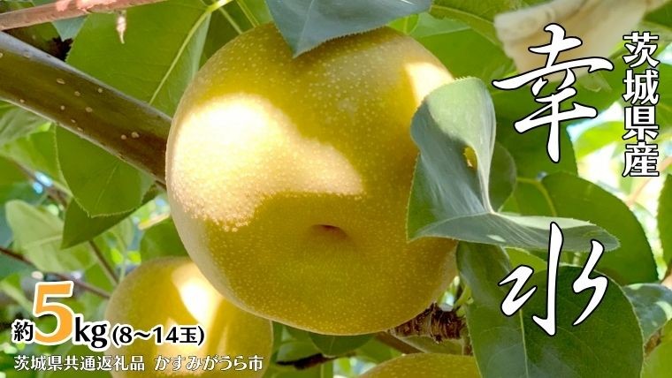 
            幸水 約 5kg 8玉～14玉 (茨城県共通返礼品 かすみがうら市) 産地直送 久保田果樹園 フルーツ 甘い 直送 茨城 限定 ギフト 梨 幸水 こうすい 果物 [DH001sa]
          