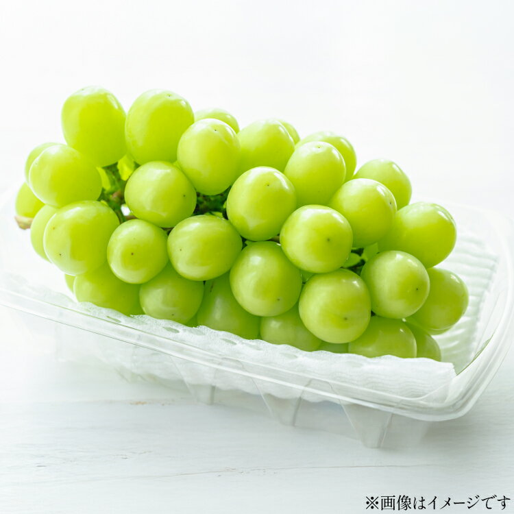 【ふるさと納税】【期間限定発送】 シャインマスカット 2房 1kg 以上 朝採り [tk06ayt250003 山形県 高畠町 oboco grapes] ぶどう ブドウ 葡萄 フルーツ 果物 くだもの 1キロ 甘い