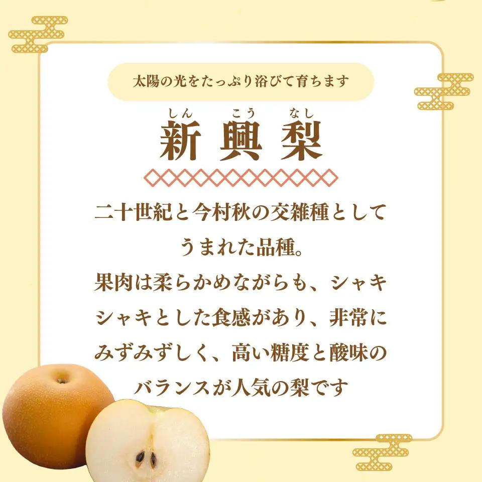 【ふるさと納税】＜新興梨 【期間・数量限定】＞梨 5kg 10～11玉 高知県 佐川町 黒岩 土本観光果樹園 フルーツ【常温】