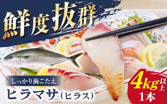 
            【血抜き、内臓処理済み！】 ヒラス （ヒラマサ） 1本 4.0kg以上 養殖 刺身 しゃぶしゃぶ  【ひまわり】 [RBK005]
          