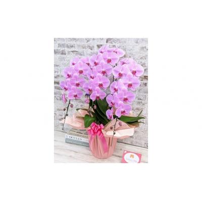 ふるさと納税 山口市 【金賞受賞】 スタンダード*姫葵(ヒメアオイ)大輪*3本立 B101 |  | 02