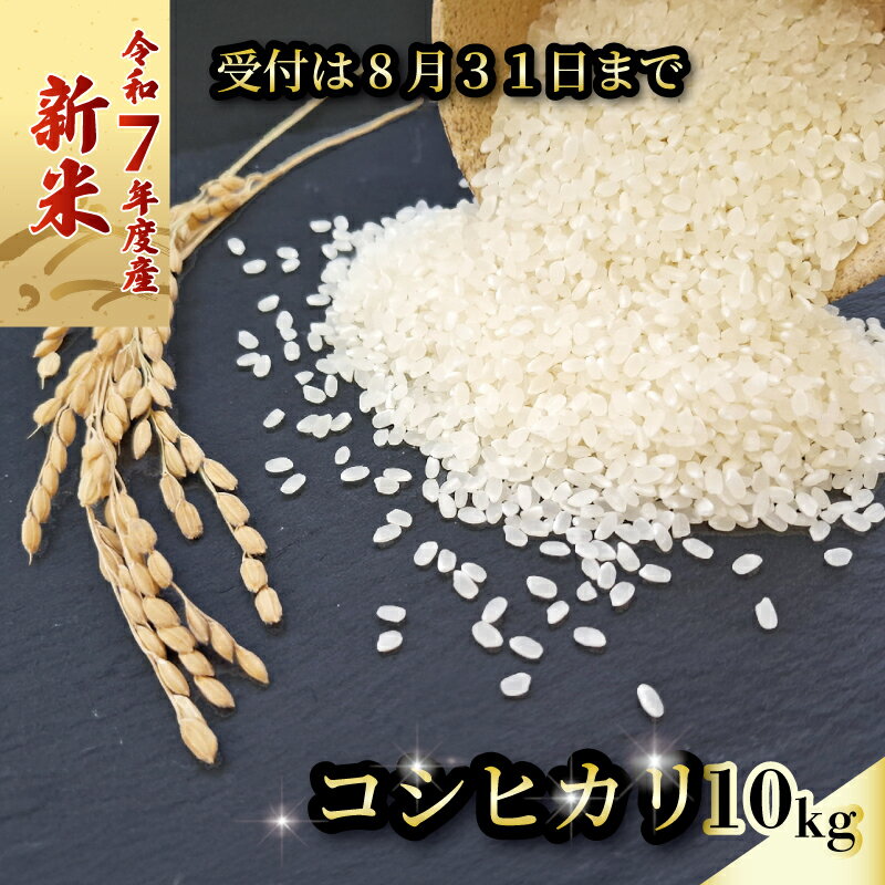 【ふるさと納税】 新米 数量限定 令和7年度 コシヒカリ 10キロ 5キロ×2 8月31日まで 超早場米 米 コメ お米 精米 早場米 新米 ご飯 おにぎり こめ 白米 高知県 南国市