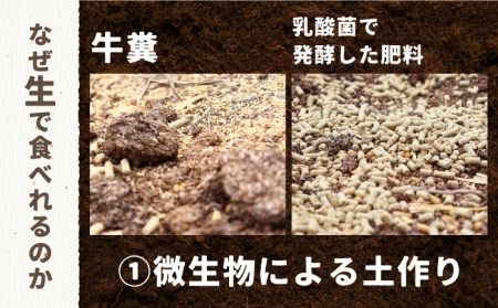 【生で食べられる】スイート アスパラ L～3L 約 1.5kg 増田農園 アスパラガス 甘い / 南島原市 / 贅沢宝庫[SDZ014]