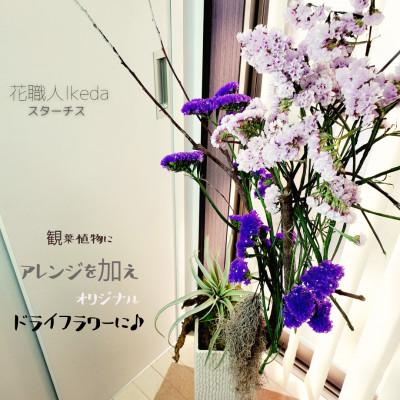 ふるさと納税 印南町 生花【スターチス】花職人Ikeda 　　　　バイオレット |  | 01