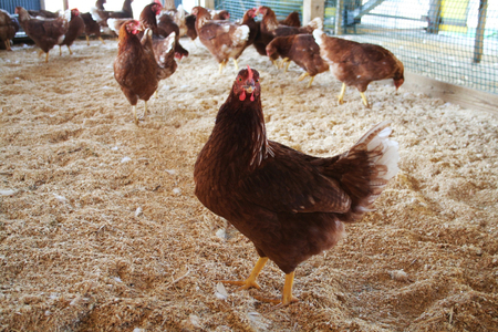 《かながわブランド認定》平飼い有精卵さがみっこ 30個入 | 平飼い ケージフリー 卵 有精卵 鶏卵 玉子 たまご 生卵 国産 濃厚 コク 旨味 ※離島への配送不可