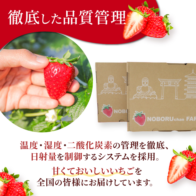 いちご ことか 約1620g 約270g×6パック 古都華 先行予約 【2027年1月発送】 数量限定 選べる容量 産地直送 希少品種 旬 冷蔵 イチゴ 苺 itigo ichigo strawber