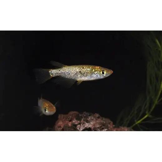 メダカ「琥珀ラメみゆき」3ペア