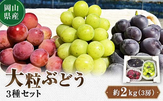 先行予約 2024年10月発送開始予定 岡山県産 大粒ぶどう3種セット ピオーネ 翠峰 クイーンニーナ 先行予約 フルーツ 果物 TY0-0329