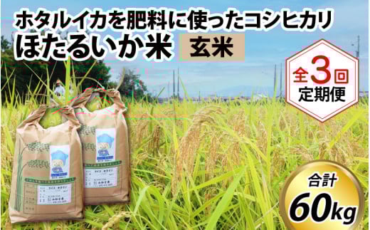 【先行予約】【新米】ほたるいか米（玄米20kg）×3回 計60kg【3ヶ月定期便】25年10月開始 【訳あり 米 コシヒカリ こしひかり ほたるいか ホタルイカ お米 ブランド米 富山 滑川】