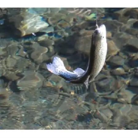 秋川国際マス釣場【D:ルアー釣り券】【1392956】