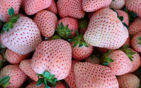 【先行予約】【不揃い】【訳あり】 淡路島産 白いちご 無選別(約1kg) ※2026年1月中旬以降より順次発送予定 / いちご