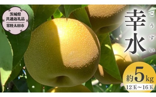
                  茨城県産 梨 「 幸水 」 約 5kg 12玉 ～ 16玉 【茨城県共通返礼品／常陸太田市】 桧山果樹園 農家直送 フルーツ 甘い 直送 茨城 限定 ギフト 梨 幸水 こうすい 果物 [DU002sa]
                