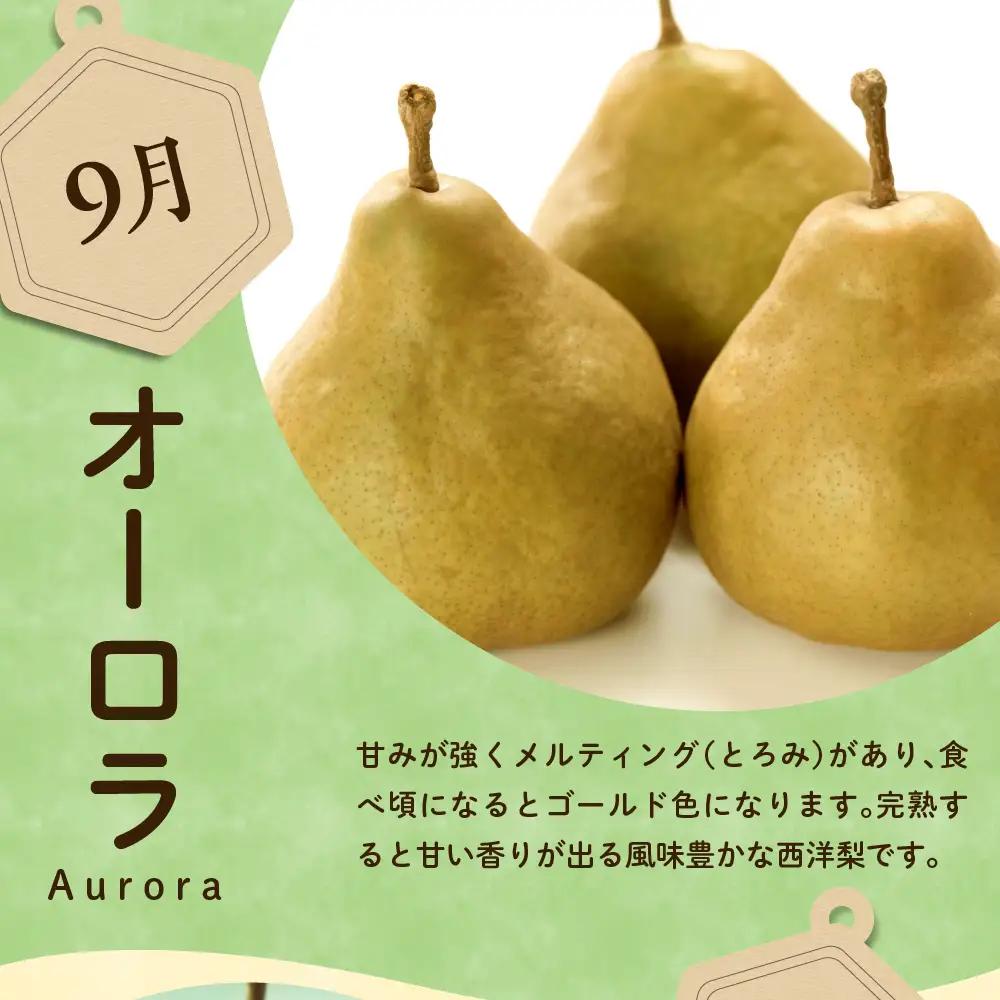 【先行予約】 定期便 令和8年産 西洋梨の定期便 全4回 約8kg 山形