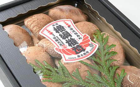 【数量限定】《先行予約》福島町特産・特選「横綱椎茸」500g ふるさと納税 人気 おすすめ ランキング きのこ キノコ しいたけ シイタケ 椎茸 特産 特選 原木栽培 横綱 食品 食材 料理 贈答 贈