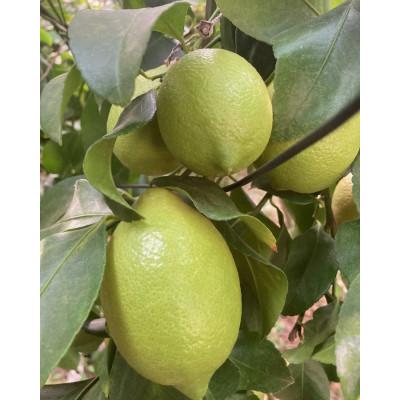 ふるさと納税 大崎上島町 【1月〜4月発送】 瀬戸内レモン 約3kg(30個程度) |  | 02