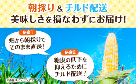 朝採りとうもろこし 河合農園のスイートコーン 12本 特大サイズ(1本380g以上) 河合農園《2026年8月上旬-9月中旬頃出荷》特大 北海道とうもろこし　とうもろこし　とうもろこし　とうもろこし 