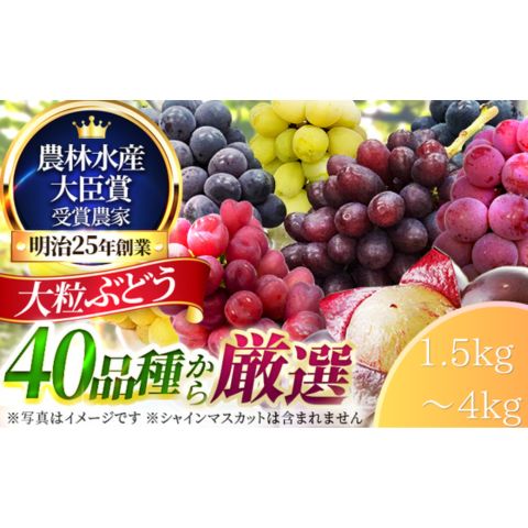 【ふるさと納税】≪選べるサイズ≫大粒品種詰め合わせ(シャインマスカット含まず) 1.5 2.0 3.0 4.0サイズ　お届け：2026年9月中旬～9月下旬