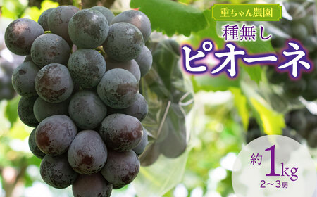 【令和8年産先行予約】 種なしピオーネ　約1kg（2～3房） 山形県鶴岡市産　重ちゃん農園