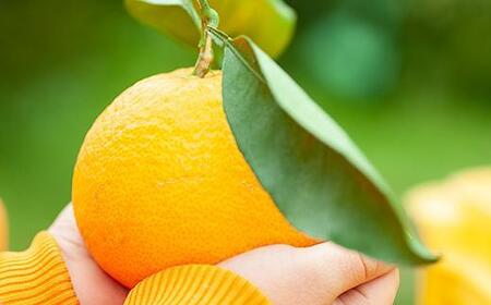 清見オレンジ 3kg【和歌山の清見オレンジ】清見オレンジ 清見オレンジ 清見オレンジ 和歌山県鈴木農園より農園直送 3キロ フルーツ 柑橘