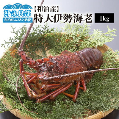 【ふるさと納税】特大 伊勢海老 約1kg 1〜2尾 天然 活き〆冷凍 漁師直送 素潜り漁 急速 冷凍 新鮮 おすすめ グルメ 贈答品 お取り寄せ 海産物 縁起物 バーベキュー グリル ボイル 味噌汁 グラタン パエリア 特産品 沖永良部島 送料無料