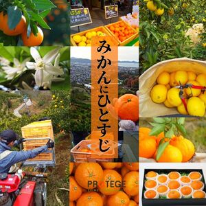【早期予約受付中！2025年12月～順次発送】二種のみかん食べ比べ箱 【愛果 28 号・はれひめ】 約 1.5kg 良品 みかん 先行予約 蜜柑 柑橘 果物 くだもの フルーツ お取り寄せ グルメ 期