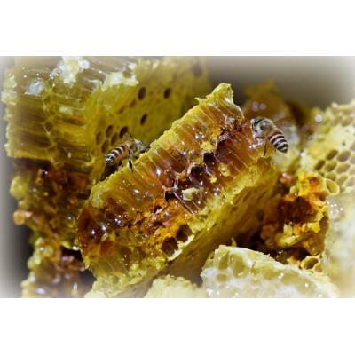 ふるさと納税 南部町 青森県南部町 日本ミツバチのはちみつ 希少な百花舞蜜(絞り蜜) 600g |  | 01