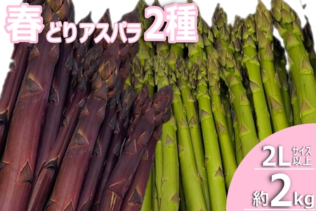 【2026年発送】春どりアスパラ2種(2Lサイズ以上・合計約2kg）_H227(R8)