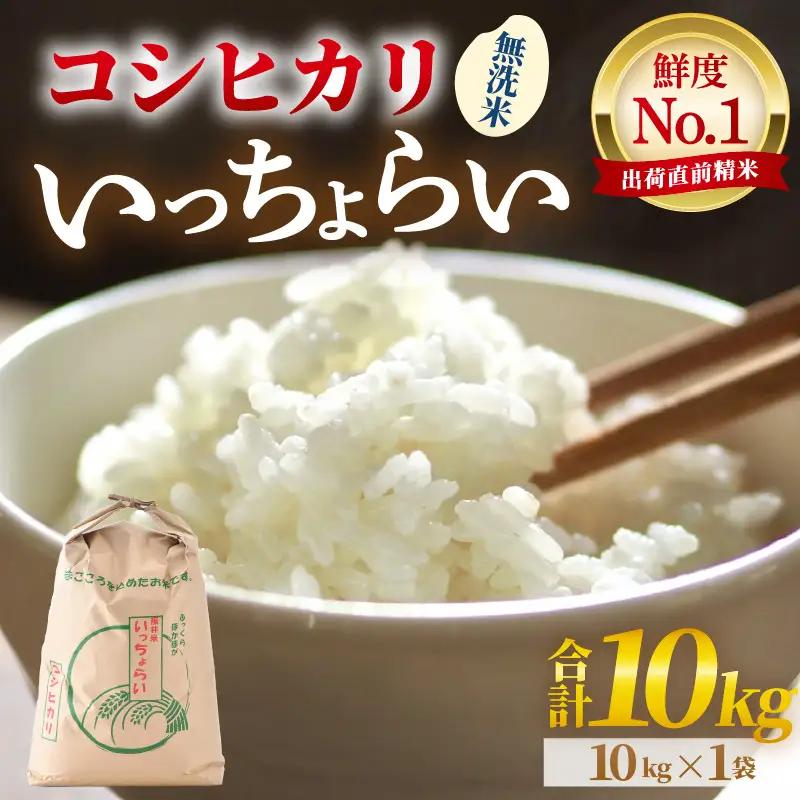 【先行予約】【令和8年産・新米】【一等米】いっちょらい 無洗米 10kg×1袋 ／ 福井県産 ブランド米 コシヒカリ ご飯 白米 新鮮 大賞 受賞 ※2026年9月下旬以降順次発送予定 [aw012-