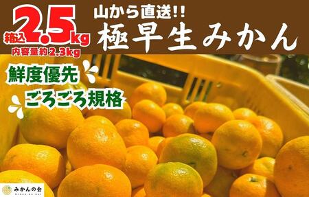 みかん 極早生 山から直送 箱込 2.5kg (内容量約 2.3kg) 採れたてそのままごろごろ規格 有田みかん 和歌山県産 【みかんの会】