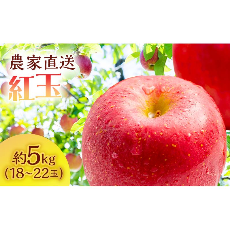 りんご 青森 紅玉 約 5kg (18～22玉) リンゴ サイキチ農園 青森県 鰺ヶ沢町産 フルーツ 果物 贈答用 贈答 ギフト 白神山地 果物類 林檎