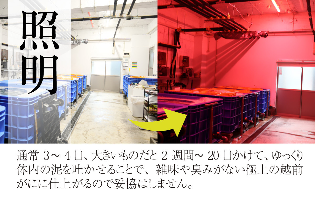 成前のこだわり（２）カニは泥地に生息しています。体内にある泥を吐かせることで、臭みのない極上のかにに仕上がります。
