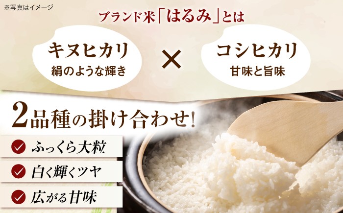 令和7年産 はるみ米 10kg 10kg×1袋 神奈川県 令和7年度産 米 おこめ お米 白米 こめ ライス rice kome