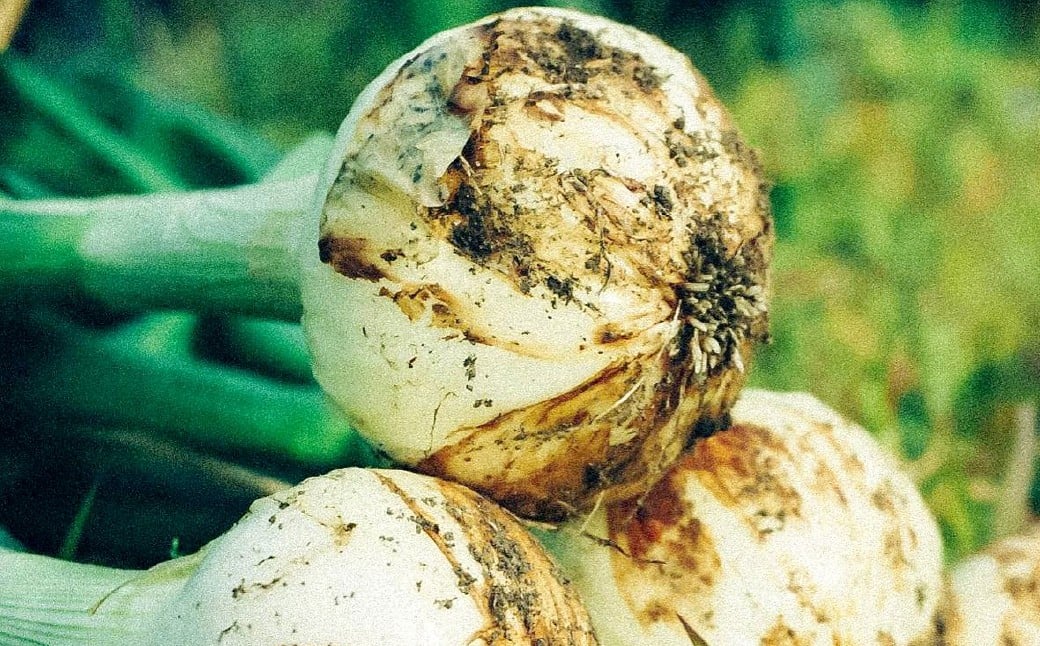 ひとさじでおうちごはんを整える発酵調味料・玉ねぎ麹 （1個）