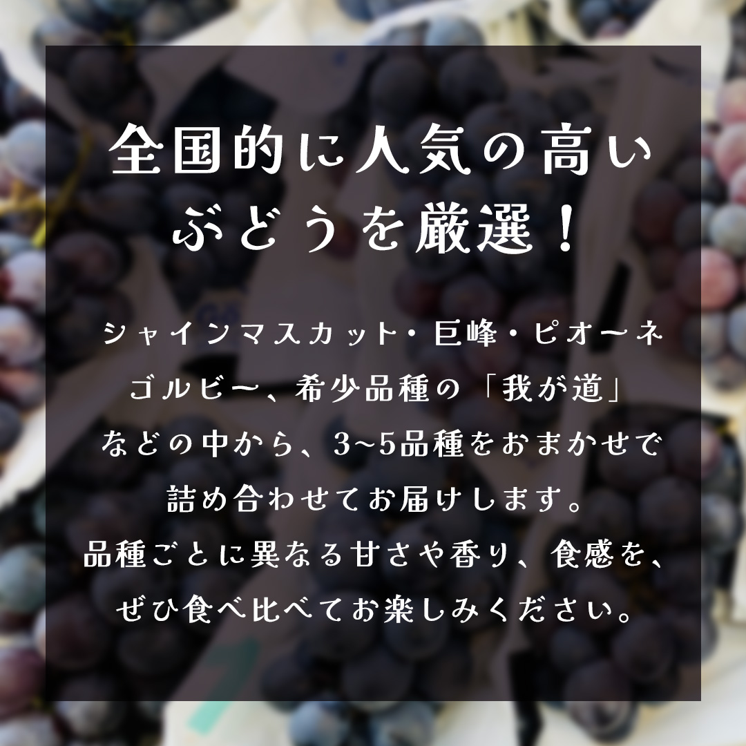 ぶどう ３品種 食べ比べ 【2025年8月上旬発送開始】(茨城県共通返礼品：大子町) ブドウ 葡萄 シャインマスカット 巨峰 ピオーネ ゴルビー 我が道 果物 フルーツ 果実