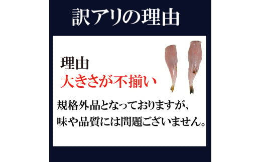 訳あり サバフグ 1kg 鍋 唐揚げ フグ 塩 焼き 小分け 魚 フグ 河豚 さかな フグ 魚介 海鮮 新鮮 さかな 海の幸 海産物 愛知県サバフグ フグ グリル ごはん 料理 ふぐ鍋 おかず おつま