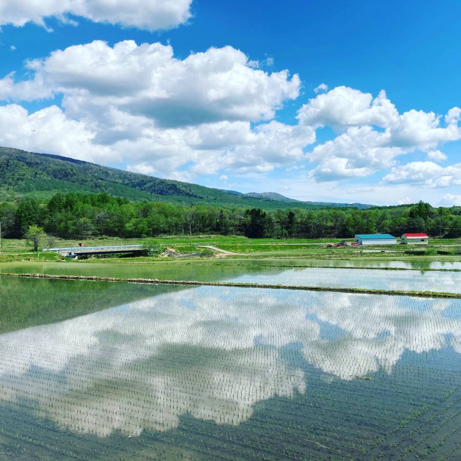 【令和7年産新米】芦別市産　ななつぼし10kg（5kg×2）