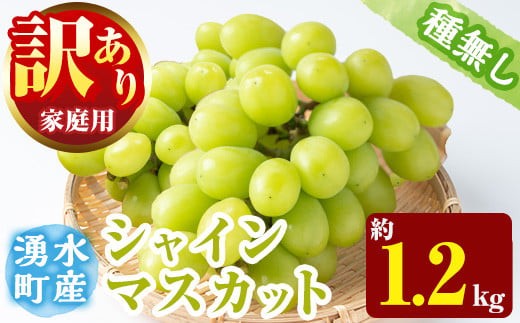 
                  y418 ≪先行予約受付中！2026年8月中旬以降順次発送≫  訳あり！シャインマスカット(約1.2kg) 国産 九州産 鹿児島産 湧水町 マスカット 葡萄 ぶどう ブドウ 果物 くだもの フルーツ 旬 訳アリ ワケあり 家庭用 種無し 種なし 【大倉野 隆】
                
