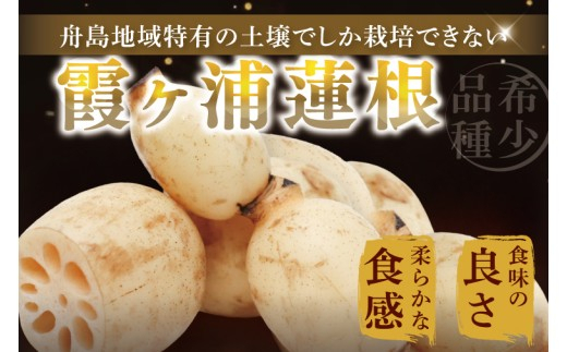 【年末配送】先行予約 れんこん 3kg 特選 ふなしま蓮根 蓮根 レンコン 朝採り 3本 ～ 5本 贈答用 熨斗 お歳暮 希少品種 幻 老舗 朝採れ 産地直送 新鮮 野菜 根菜 【2026年10月より