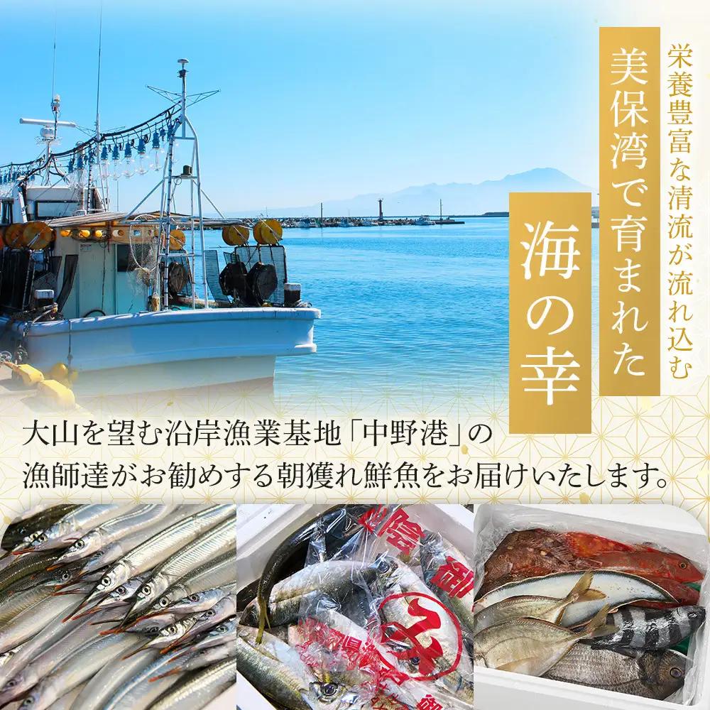＜金～日着※指定日不可＞＜期間限定＞＜4月上旬～10月末頃発送予定＞朝獲れ鮮魚ボックス「美保湾の恵み」(計2.5kg以上)