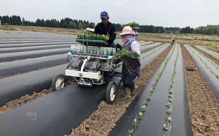 【先行予約・数量限定】風味豊かな早生枝豆「越後はちこく茶豆」 1kg（250g×4袋）新潟県産枝豆[ZA025]