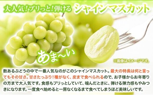 【2026年先行予約】梨 なし シャインマスカット と 旬 の 梨 セット (小) 高間商店《2026年8月下旬-10月中旬頃出荷予定》 鳥取県 八頭町 果物 くだもの フルーツ マスカット ナシ ぶ