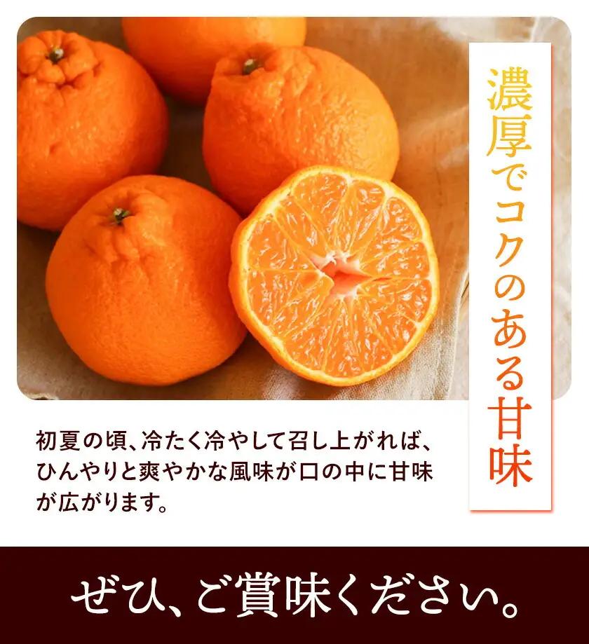 長期熟成 しらぬい 約3kg (9-18個) 不知火
