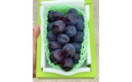 ＜25年発送先行予約＞たっぷり4キロ　富士の輝き（4-7房）　 097-015　 | ブラックシャインマスカット 発送 富士の輝き 富士の輝 笛吹市 山梨 山梨県 フルーツ 果物 ぶどう 葡萄 シャイ